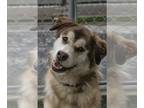 Alusky DOG FOR ADOPTION RGADN-1177785 - Hoagy - Alaskan Malamute / Siberian
