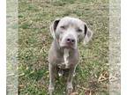American Staffordshire Terrier-Weimaraner Mix DOG FOR ADOPTION RGADN-1177792 -