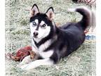 Siberian Husky DOG FOR ADOPTION RGADN-1177793 - **VEGAS - Siberian Husky (medium