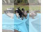 Shih Tzu Mix DOG FOR ADOPTION RGADN-1177799 - Sasha & Scarlett - Shih Tzu /