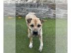 Chinese Shar-Pei Mix DOG FOR ADOPTION RGADN-1177803 - SZECHWAN - Chinese