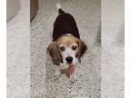 Beagle DOG FOR ADOPTION RGADN-1177822 - Duke Elwood - Beagle Dog For Adoption