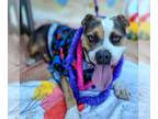 Staffordshire Bull Terrier DOG FOR ADOPTION RGADN-1177826 - *PEACHES -