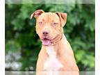 Staffordshire Bull Terrier DOG FOR ADOPTION RGADN-1177835 - ZIGGY -