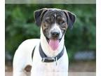 Boxador DOG FOR ADOPTION RGADN-1177861 - HAWKEYE - Boxer / Labrador Retriever /