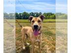 Black Mouth Cur-German Shepherd Dog Mix DOG FOR ADOPTION RGADN-1177879 - Finn -