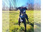 American Pit Bull Terrier Mix DOG FOR ADOPTION RGADN-1177882 - Apollo - Pit Bull