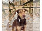 Doberman Pinscher-Labrador Retriever Mix DOG FOR ADOPTION RGADN-1177884 - Cyrus