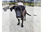 Bloodhound-German Shepherd Dog Mix DOG FOR ADOPTION RGADN-1177886 - Fischer -