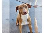 American Pit Bull Terrier-Vizsla Mix DOG FOR ADOPTION RGADN-1177889 - Dan -
