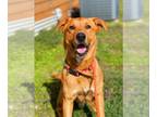 German Shepherd Dog-Weimaraner Mix DOG FOR ADOPTION RGADN-1177891 - Kevin -