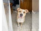 American Pit Bull Terrier Mix DOG FOR ADOPTION RGADN-1177902 - Jewel - Pit Bull