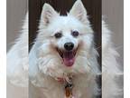 American Eskimo Dog DOG FOR ADOPTION RGADN-1177907 - Lexie - American Eskimo Dog