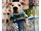 Huskies -Labrador Retriever Mix DOG FOR ADOPTION RGADN-1177913 - Byron -