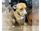 American Pit Bull Terrier DOG FOR ADOPTION RGADN-1177939 - Stewy - So handsome!