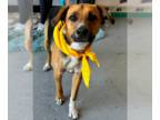 Beagle Mix DOG FOR ADOPTION RGADN-1177940 - Mason - Beagle / Mixed (medium coat)