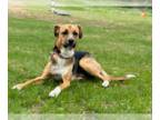 Beagle Mix DOG FOR ADOPTION RGADN-1177940 - Mason - Beagle / Mixed (medium coat)