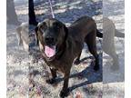 Great Dane-Labrador Retriever Mix DOG FOR ADOPTION RGADN-1177973 - Lucy - Great