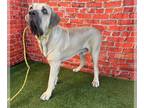 Fila Brasileiro DOG FOR ADOPTION RGADN-1177975 - RUMBLE - Fila Brasileiro Dog