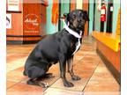 Rottweiler Mix DOG FOR ADOPTION RGADN-1177976 - Penelope - Shepherd / Rottweiler