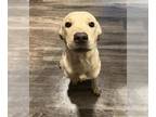 Labrador Retriever Mix DOG FOR ADOPTION RGADN-1178010 - ANGEL - Labrador