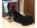 German Shepherd Dog DOG FOR ADOPTION RGADN-1178014 - CAMERON - German Shepherd