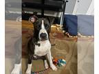 American Pit Bull Terrier Mix DOG FOR ADOPTION RGADN-1178046 - Mr