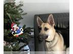 German Shepherd Dog DOG FOR ADOPTION RGADN-1178063 - Hayzel - German Shepherd