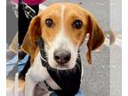 American Foxhound DOG FOR ADOPTION RGADN-1178074 - Dolly *Adoption Pending* -