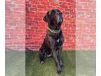 Mastiff DOG FOR ADOPTION RGADN-1178088 - Toolah - Mastiff Dog For Adoption