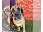 Mastiff DOG FOR ADOPTION RGADN-1178089 - Harold - Mastiff Dog For Adoption