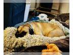 Bullmastiff Mix DOG FOR ADOPTION RGADN-1178090 - JOEY - Bullmastiff / Mixed Dog