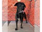 Mastiff DOG FOR ADOPTION RGADN-1178092 - BO - Mastiff Dog For Adoption