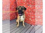 Mastiff DOG FOR ADOPTION RGADN-1178093 - WEBSTER - Mastiff Dog For Adoption