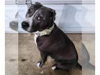 American Pit Bull Terrier Mix DOG FOR ADOPTION RGADN-1178106 - Clover - American