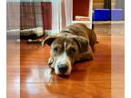 American Pit Bull Terrier Mix DOG FOR ADOPTION RGADN-1178134 - Brownie - Pit