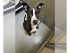 American Pit Bull Terrier Mix DOG FOR ADOPTION RGADN-1178148 - CROWBAR - Pit