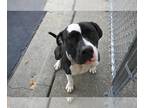 American Pit Bull Terrier Mix DOG FOR ADOPTION RGADN-1178153 - JOSEPHINE - Pit