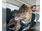 American Pit Bull Terrier Mix DOG FOR ADOPTION RGADN-1178160 - LOLA #10 -