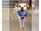 American Pit Bull Terrier Mix DOG FOR ADOPTION RGADN-1178198 - Poncho - Pit Bull