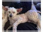 Poodle (Toy) DOG FOR ADOPTION RGADN-1178209 - Tiny - Poodle (Toy) (short coat)