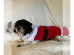 Shih Tzu DOG FOR ADOPTION RGADN-1178220 - Madge - Shih Tzu (long coat) Dog For