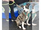American Pit Bull Terrier Mix DOG FOR ADOPTION RGADN-1178225 - Chief - Pit Bull