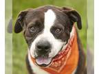 Boxer DOG FOR ADOPTION RGADN-1178227 - THOMAS - Boxer (medium coat) Dog For