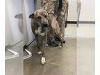 Dutch Shepherd Mix DOG FOR ADOPTION RGADN-1178245 - WAFFLE - Dutch Shepherd /