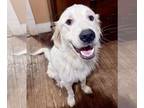 Great Pyrenees DOG FOR ADOPTION RGADN-1178251 - Murphy - Great Pyrenees (long