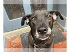 Labrador Retriever Mix DOG FOR ADOPTION RGADN-1178252 - ABIGAIL - Labrador