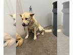 Carolina Dog DOG FOR ADOPTION RGADN-1178255 - BROCK - Carolina Dog (medium coat)