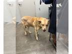 Carolina Dog DOG FOR ADOPTION RGADN-1178256 - COLIN - Carolina Dog (medium coat)