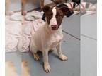 Pointer Mix DOG FOR ADOPTION RGADN-1178285 - LOLA BUNNY - Pointer / Mixed Dog